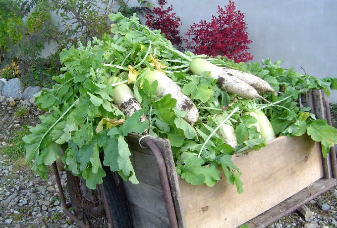 Daikon1111 (146k image)