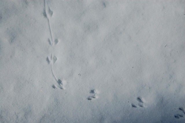 Footprints0208b (42k image)