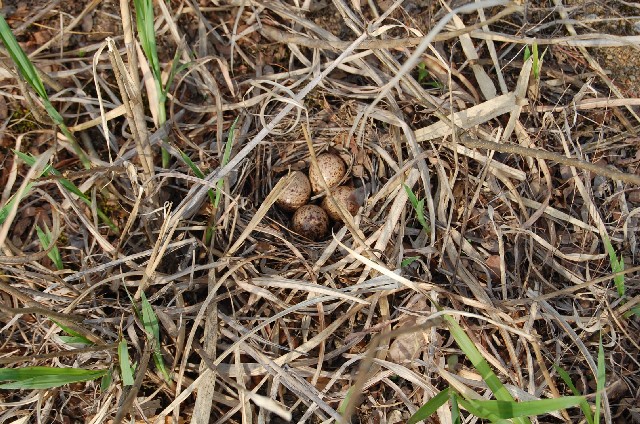 Nest (159k image)