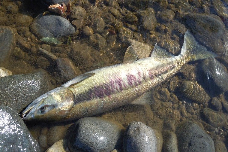 Salmon101913a (143k image)
