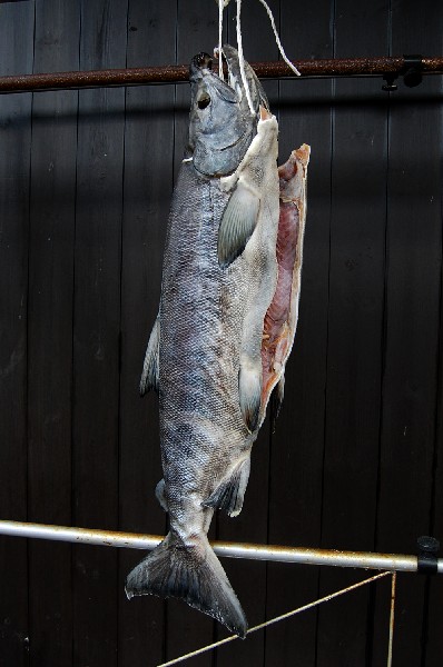 Salmon110813 (60k image)