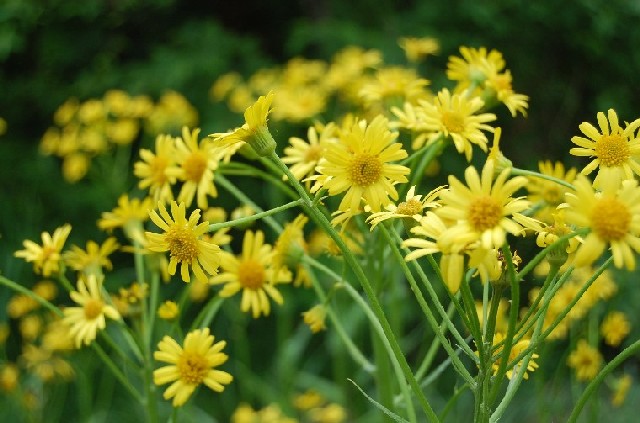 YellowFlower (76k image)